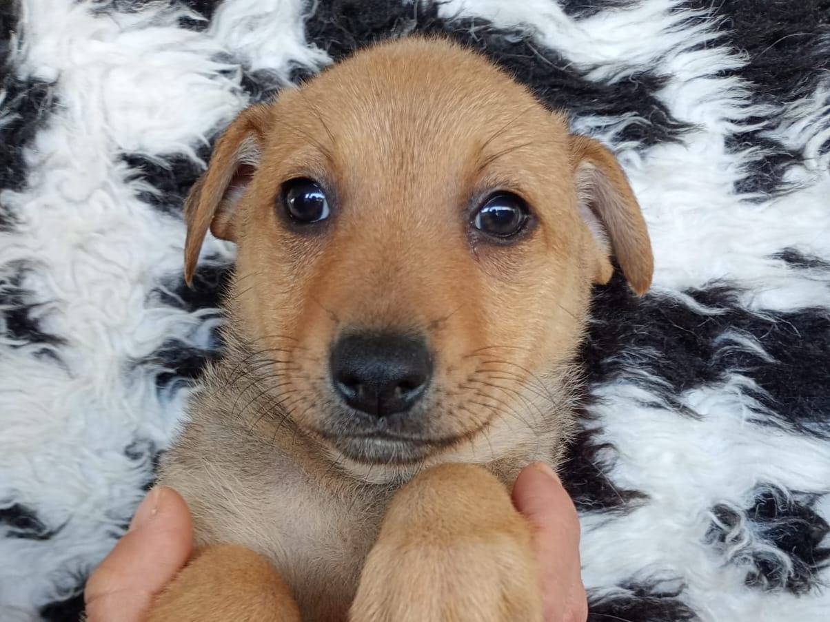 Adozione cane, femmina, Razza sconosciuta Razza sconosciuta, 2 mesi, taglia media contenuta, Latina