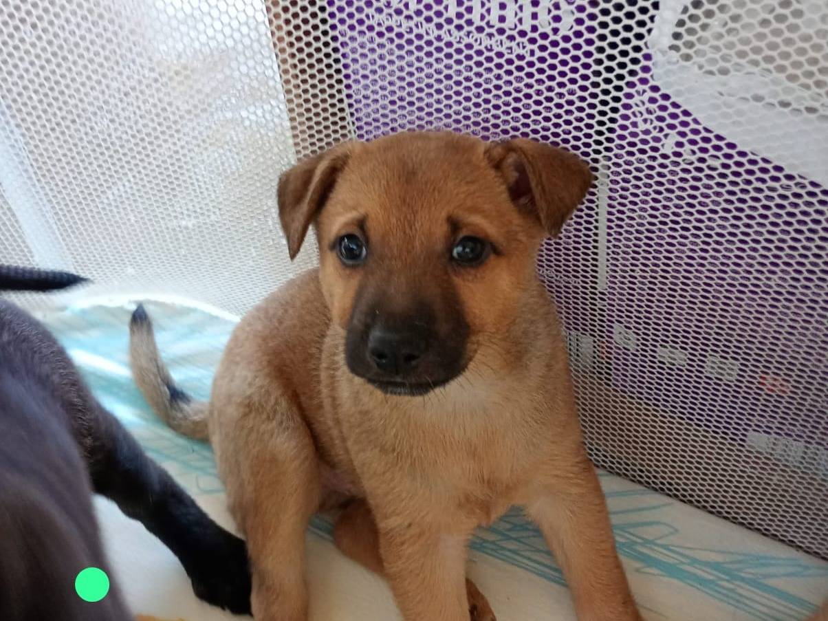 Adozione cane, maschio, Razza sconosciuta Razza sconosciuta, 2 mesi, taglia media contenuta, Latina