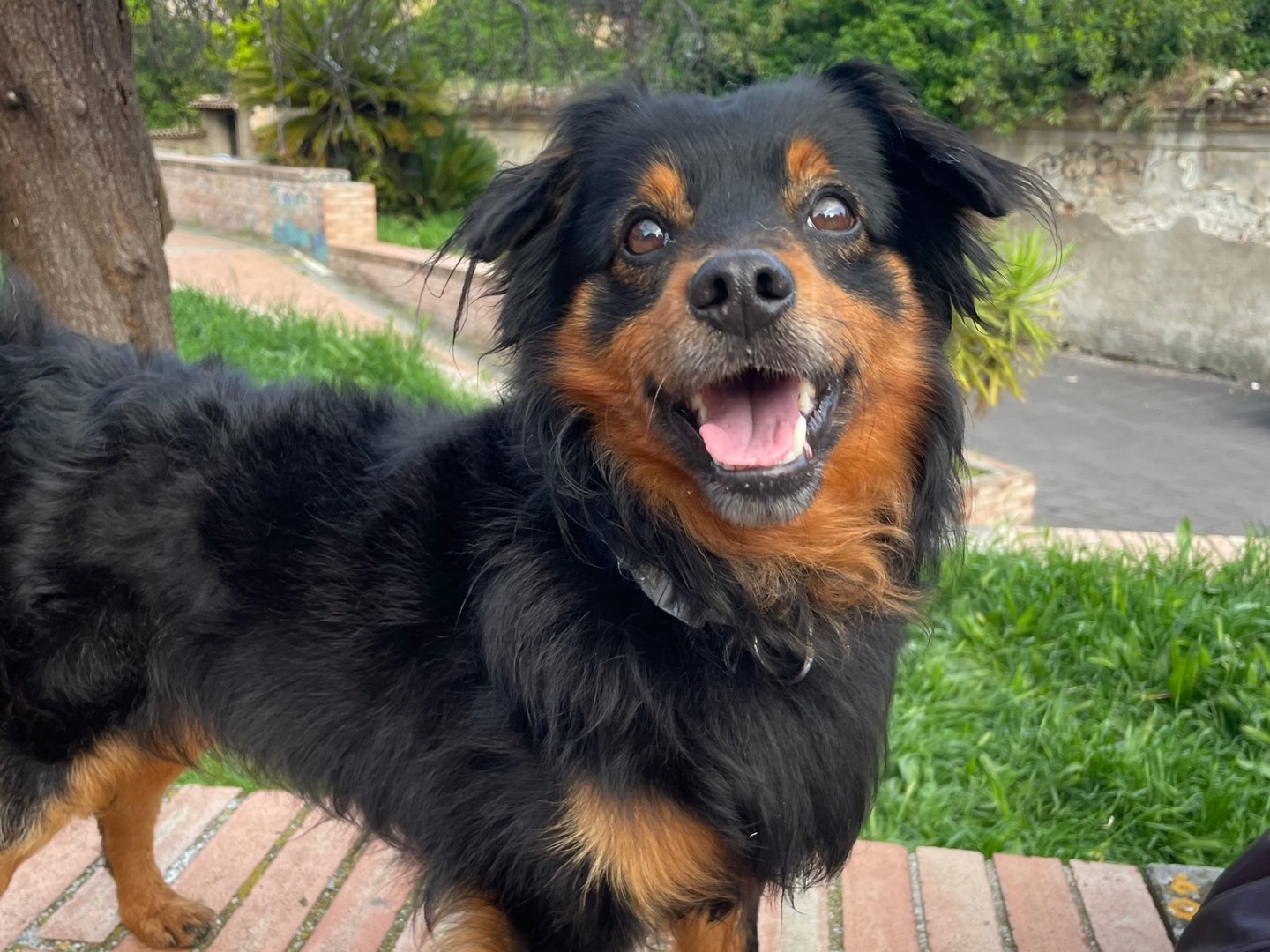 Adozione cane, maschio, Razza sconosciuta Razza sconosciuta, 8 anni e 4 mesi, taglia piccola, Teramo