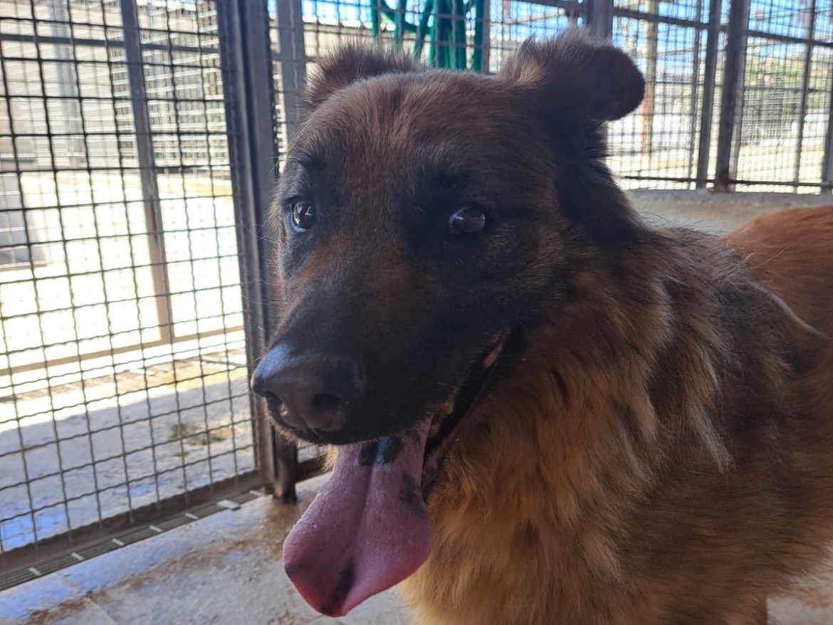 Adozione cane, maschio, Volpino di Pomerania Razza sconosciuta, 8 anni e 11 mesi, taglia media, Caserta