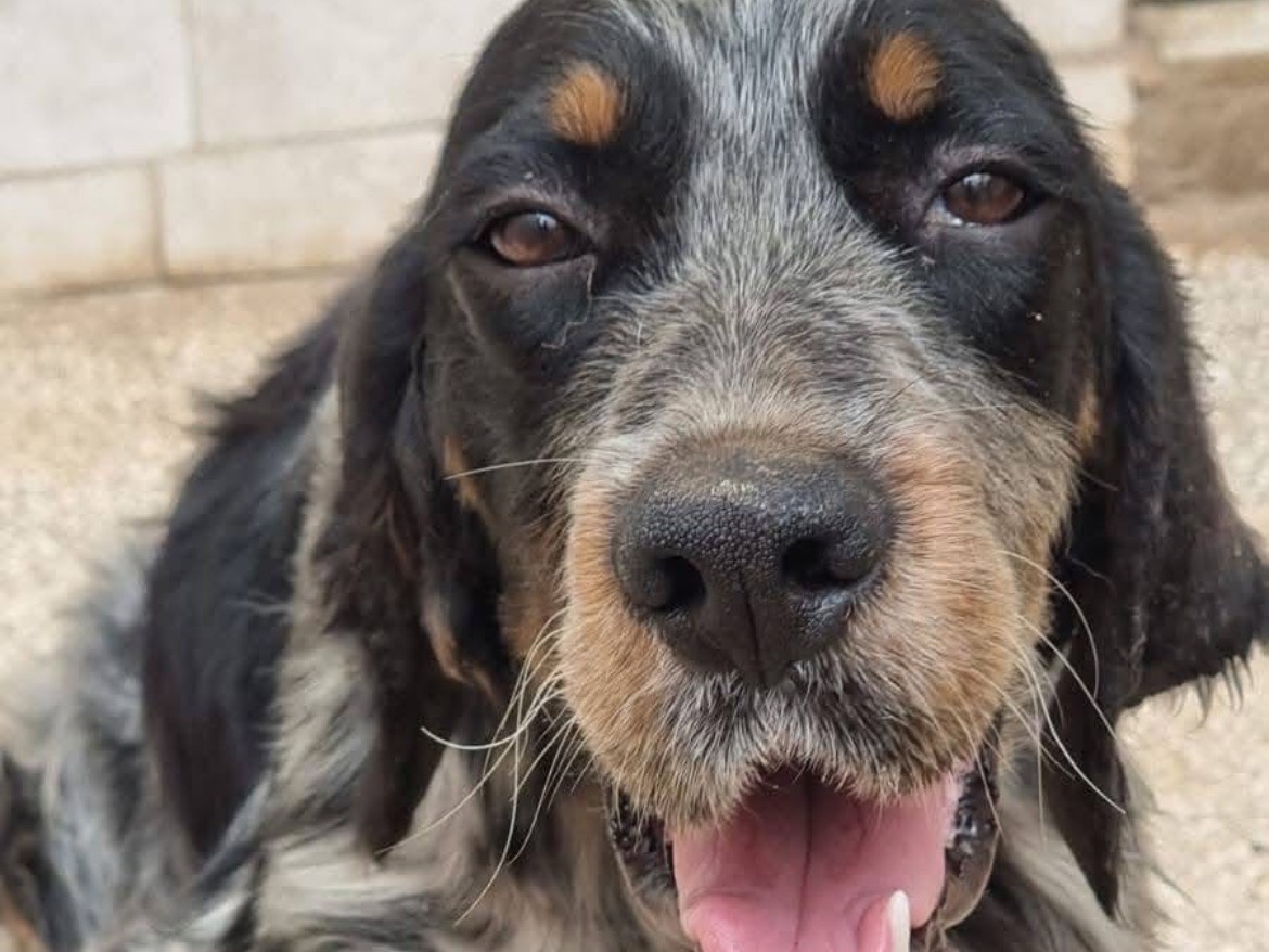 Adotta un cane, maschio, 1 anno e 8 mesi, Caserta