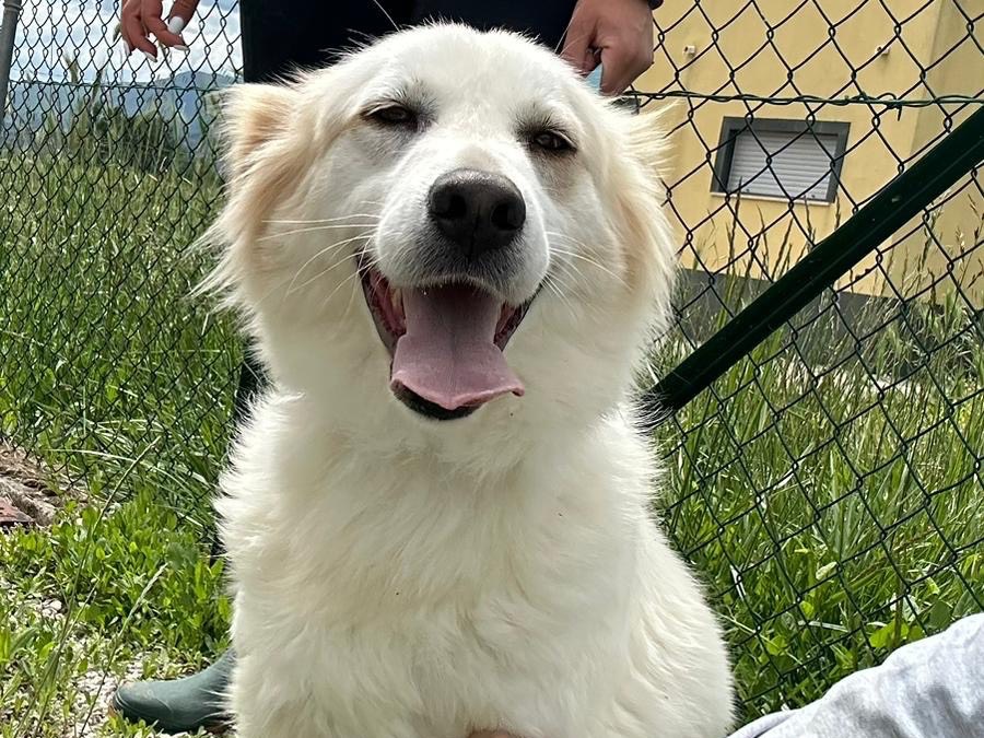 Adozione cane, maschio, Razza sconosciuta Razza sconosciuta, 3 anni e 11 mesi, taglia media, Salerno