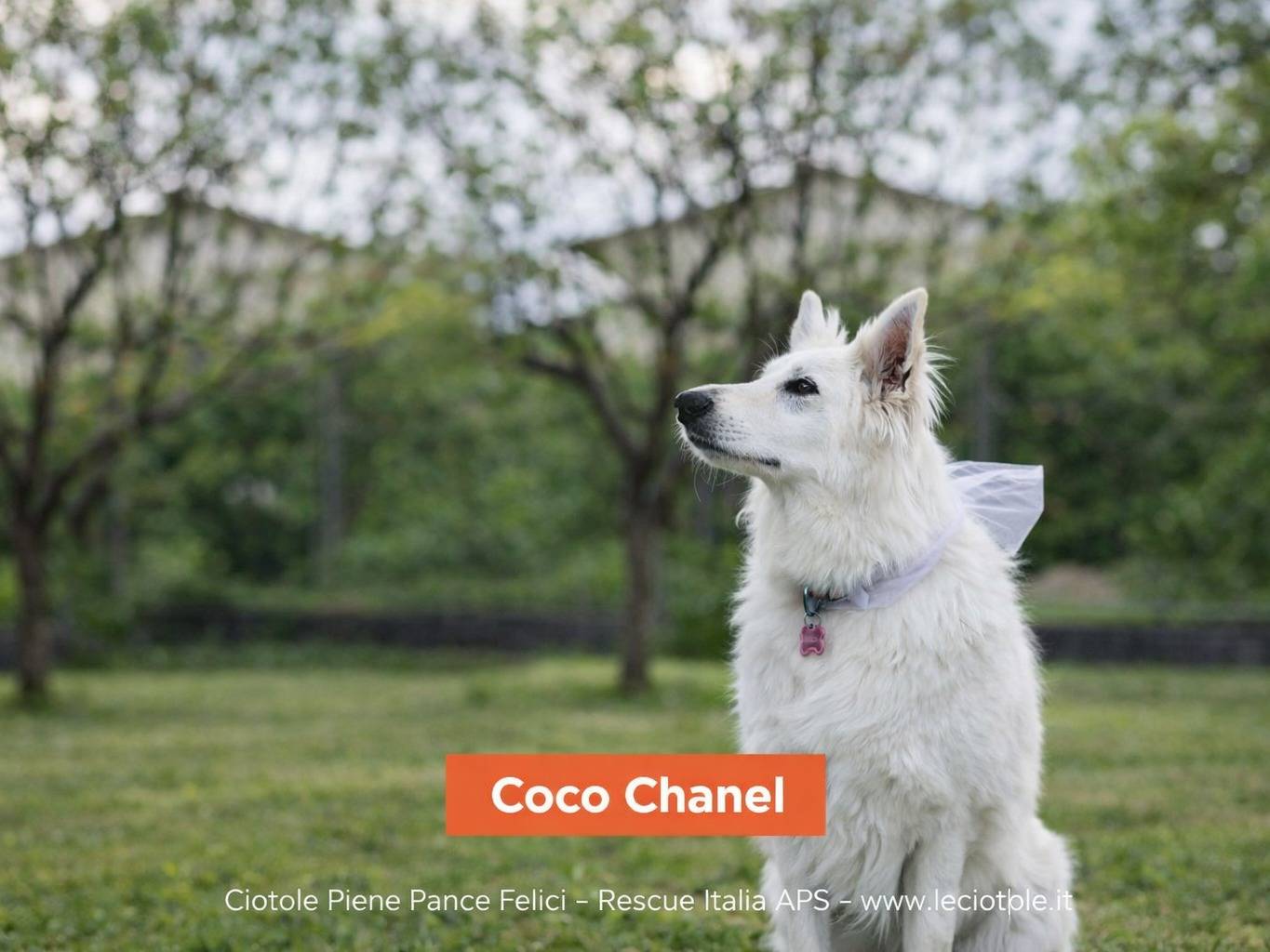 Adozione cane, femmina, Pastore svizzero Razza sconosciuta, 6 anni e 4 mesi, taglia grande, Treviso