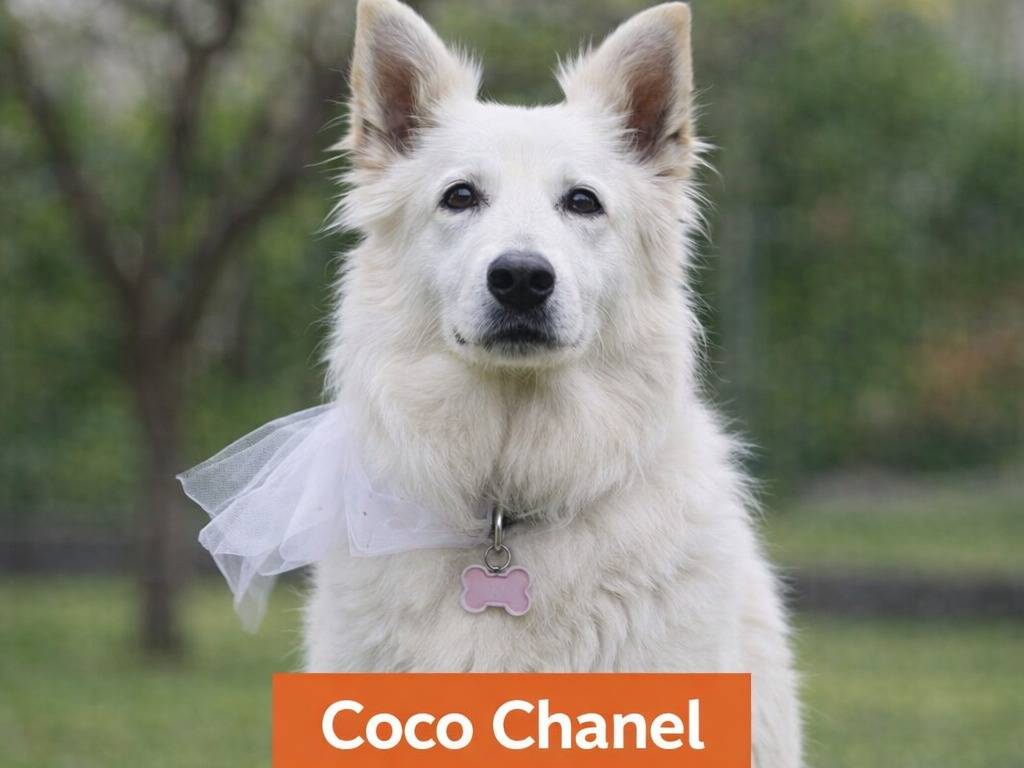 Adotta un cane, femmina, 6 anni e 4 mesi, Treviso