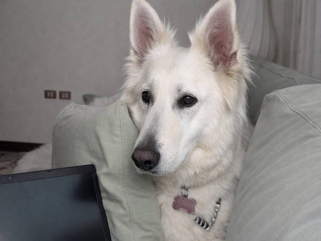 Adotta un cane, taglia grande, femmina, Treviso