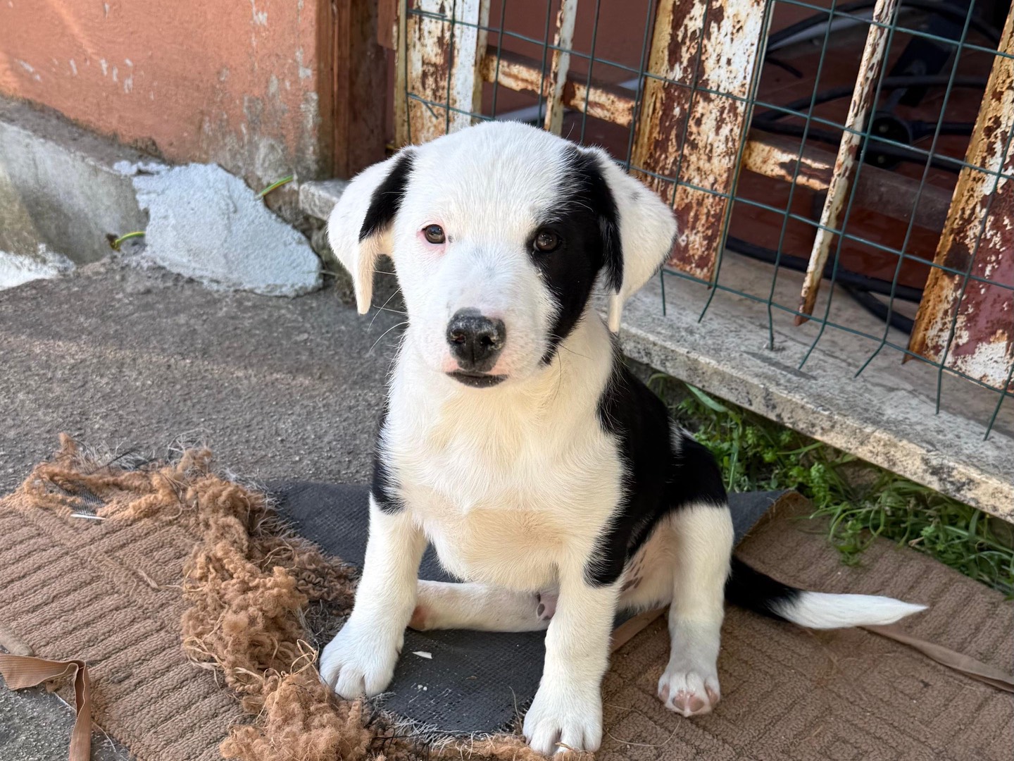 Adotta un cane, maschio, 2 mesi, Frosinone
