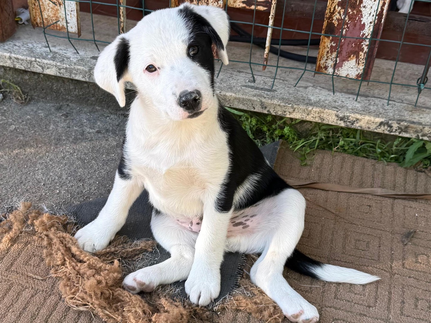 Adozione cane, maschio, Dalmata Razza sconosciuta, 2 mesi, taglia media, Frosinone