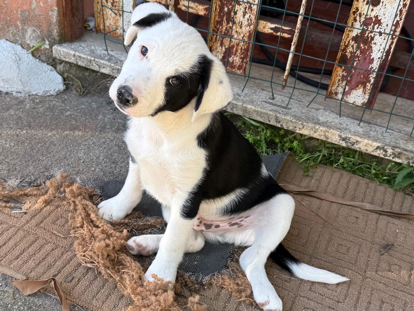 Adotta un cane, taglia media, maschio, Frosinone