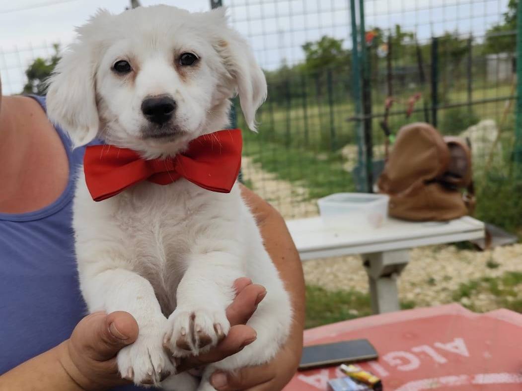 Adozione cane, femmina, Razza sconosciuta Razza sconosciuta, 2 mesi, taglia media contenuta, Firenze