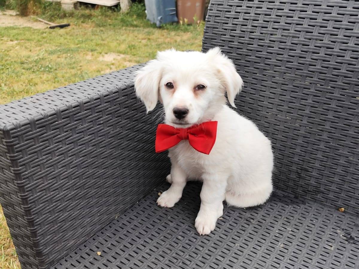 Adotta un cane, taglia media contenuta, femmina, Firenze