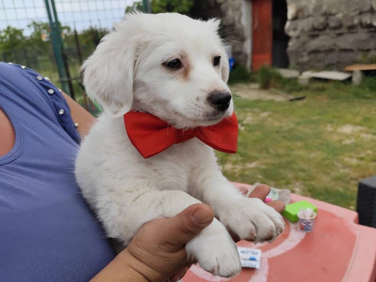 Vuoi adottare un cane a Firenze?
