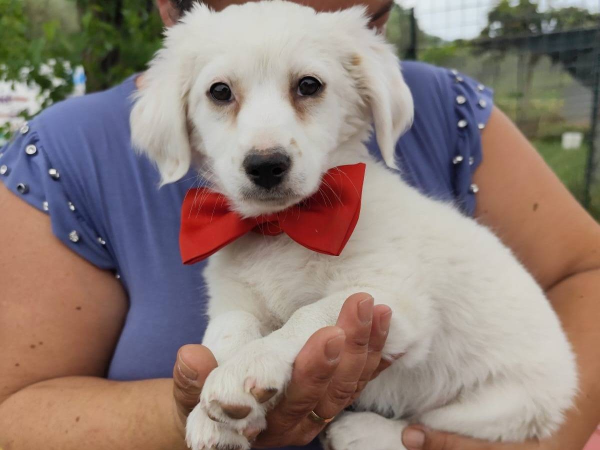 Adotta il cane Marietta a Firenze