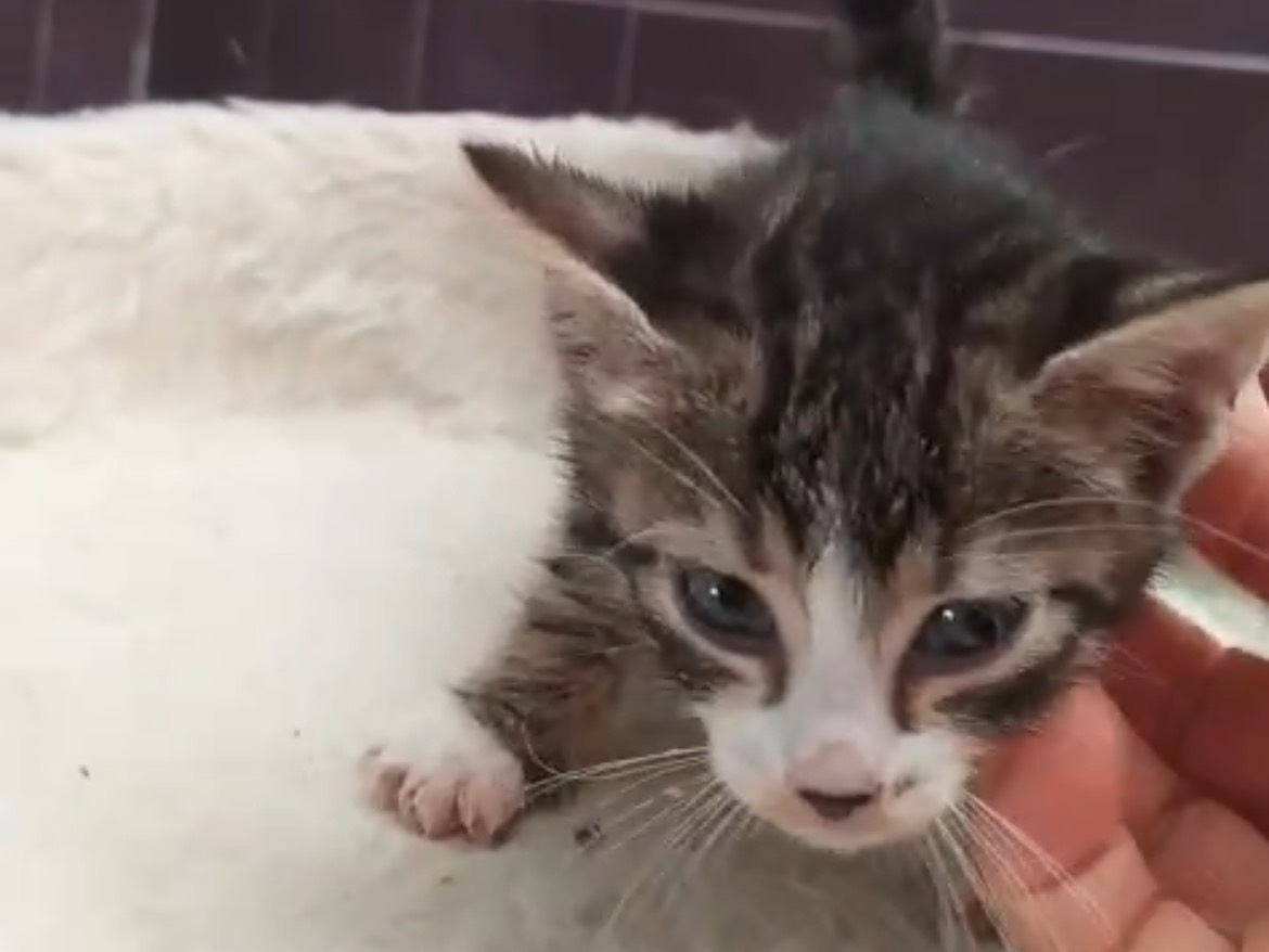 Adozione gatto, femmina, Razza sconosciuta Razza sconosciuta, 2 mesi, taglia non valida, Torino