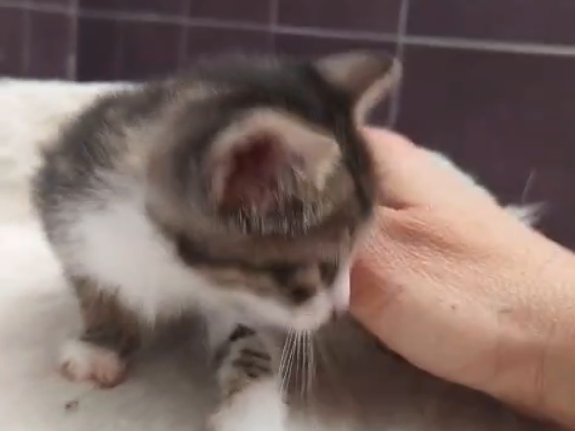 Adotta un gatto, femmina, 2 mesi, Torino