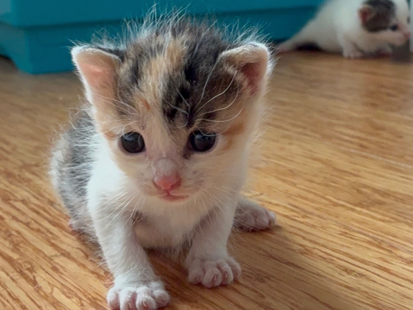 Adozione gatto, femmina, Razza sconosciuta Razza sconosciuta, 1 mesi, taglia non valida, Torino