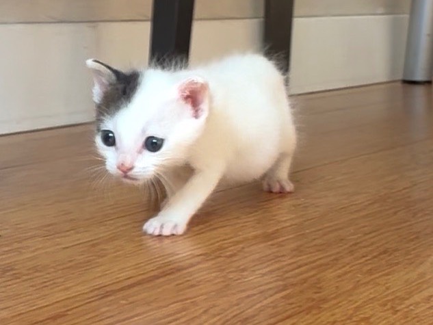 Adozione gatto, maschio, Razza sconosciuta Razza sconosciuta, 1 mesi, taglia non valida, Torino