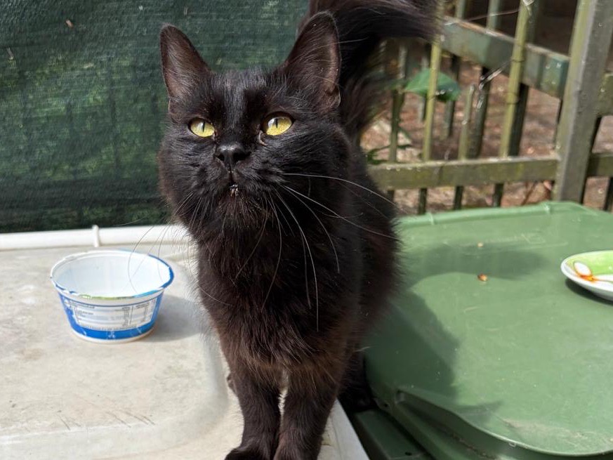 Adozione gatto, femmina, Razza sconosciuta Razza sconosciuta, 4 mesi, taglia non valida, Torino