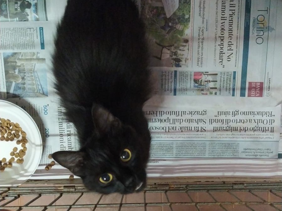 Adotta un gatto, femmina, 4 mesi, Torino