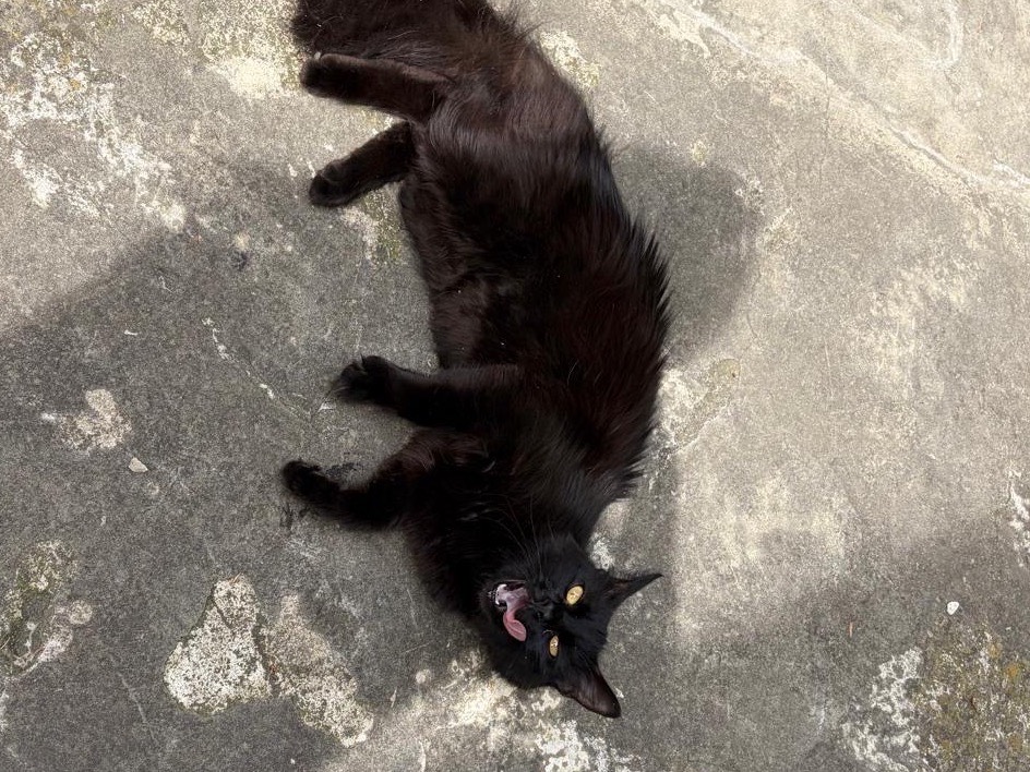 Adotta un gatto, taglia non valida, femmina, Torino