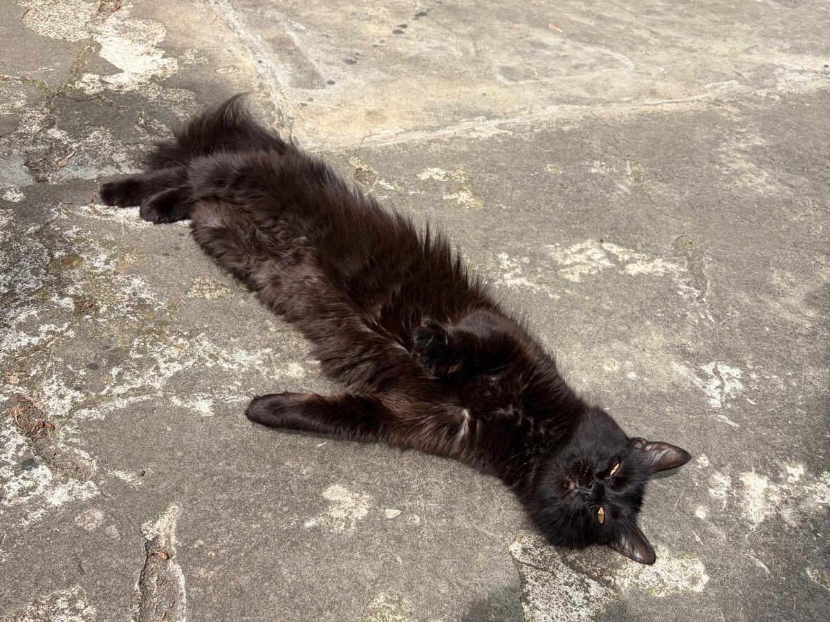 Vuoi adottare un gatto a Torino?