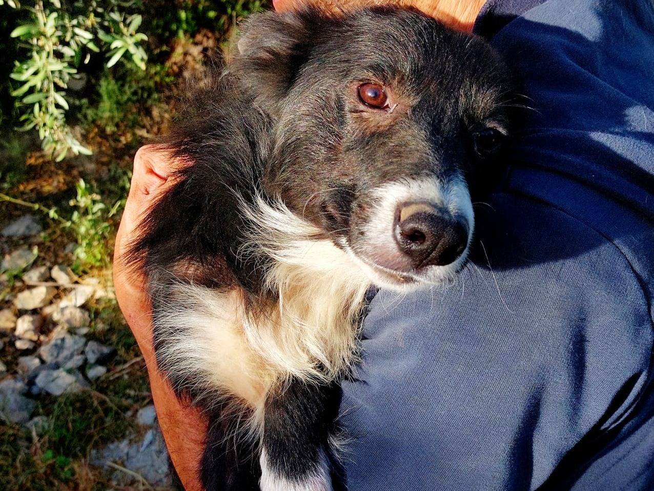 Adozione cane, maschio, Border Collie Razza sconosciuta, 5 mesi, taglia media contenuta, Siracusa