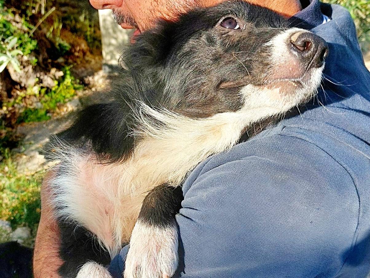 Adotta un cane, maschio, 5 mesi, Siracusa