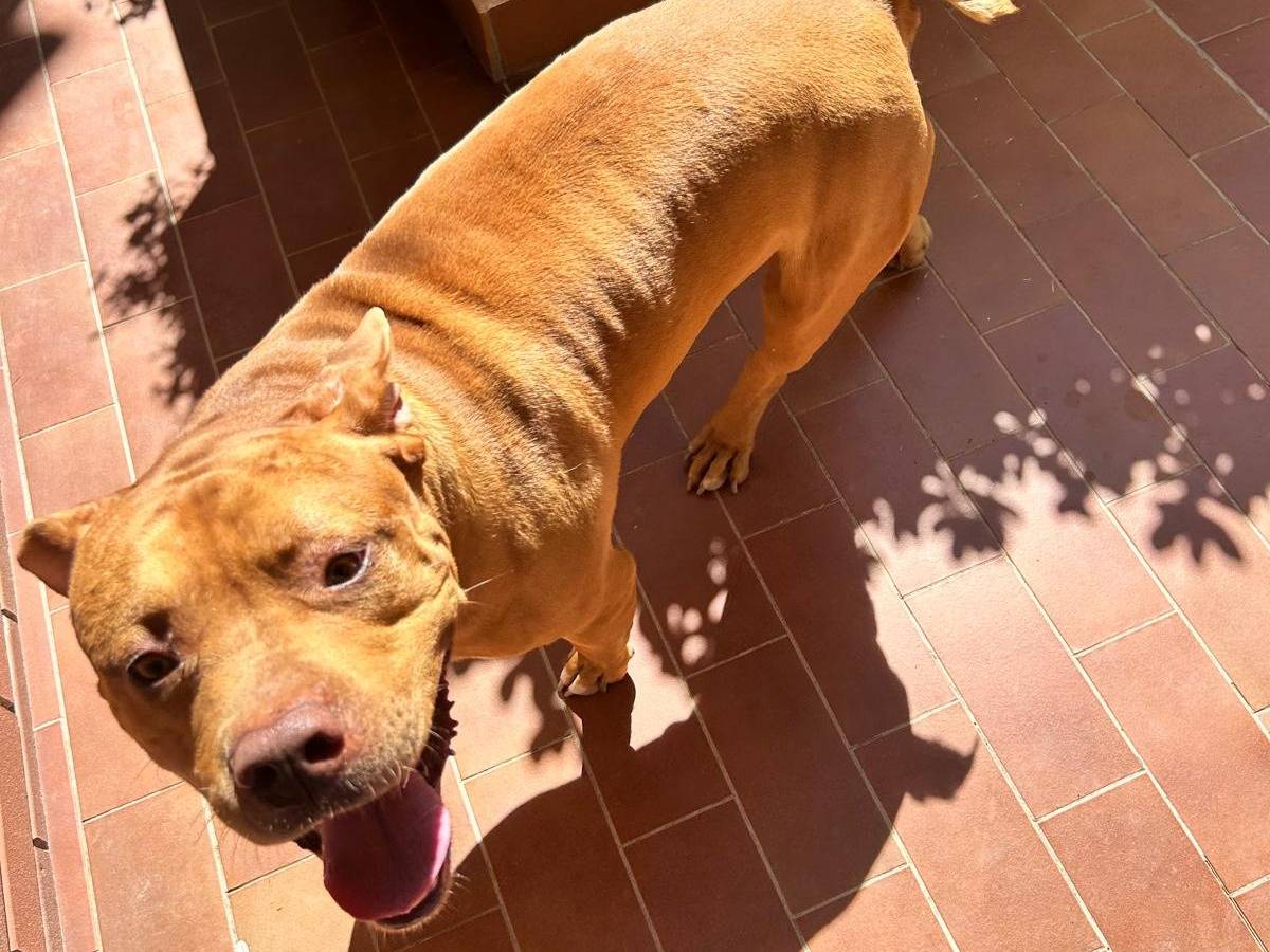 Adotta un cane, maschio, 8 anni e 1 mese, Ferrara
