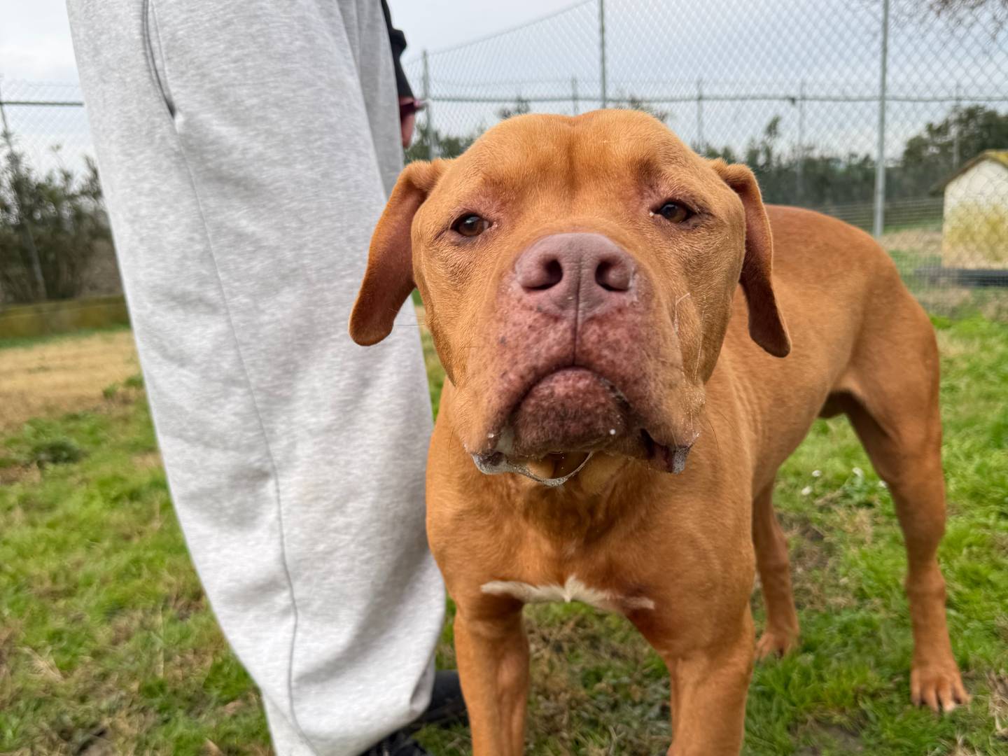 Adotta un cane, taglia media, maschio, Ferrara