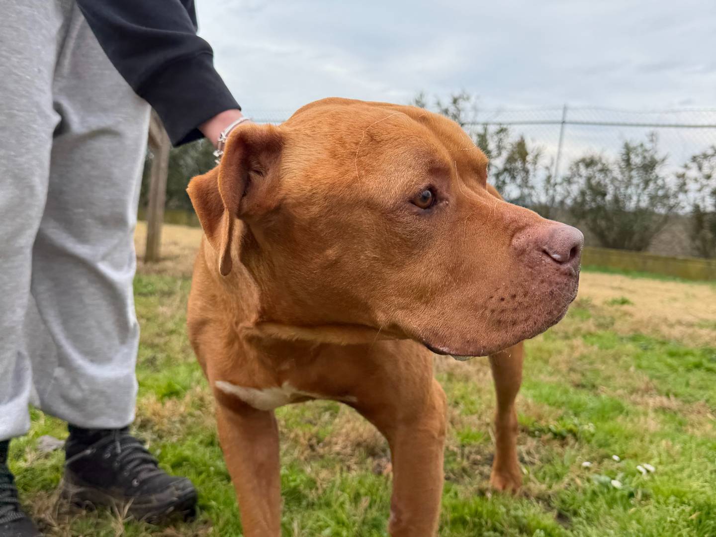 Adozione cane, maschio, Pitbull Razza sconosciuta, 8 anni e 1 mese, taglia media, Ferrara