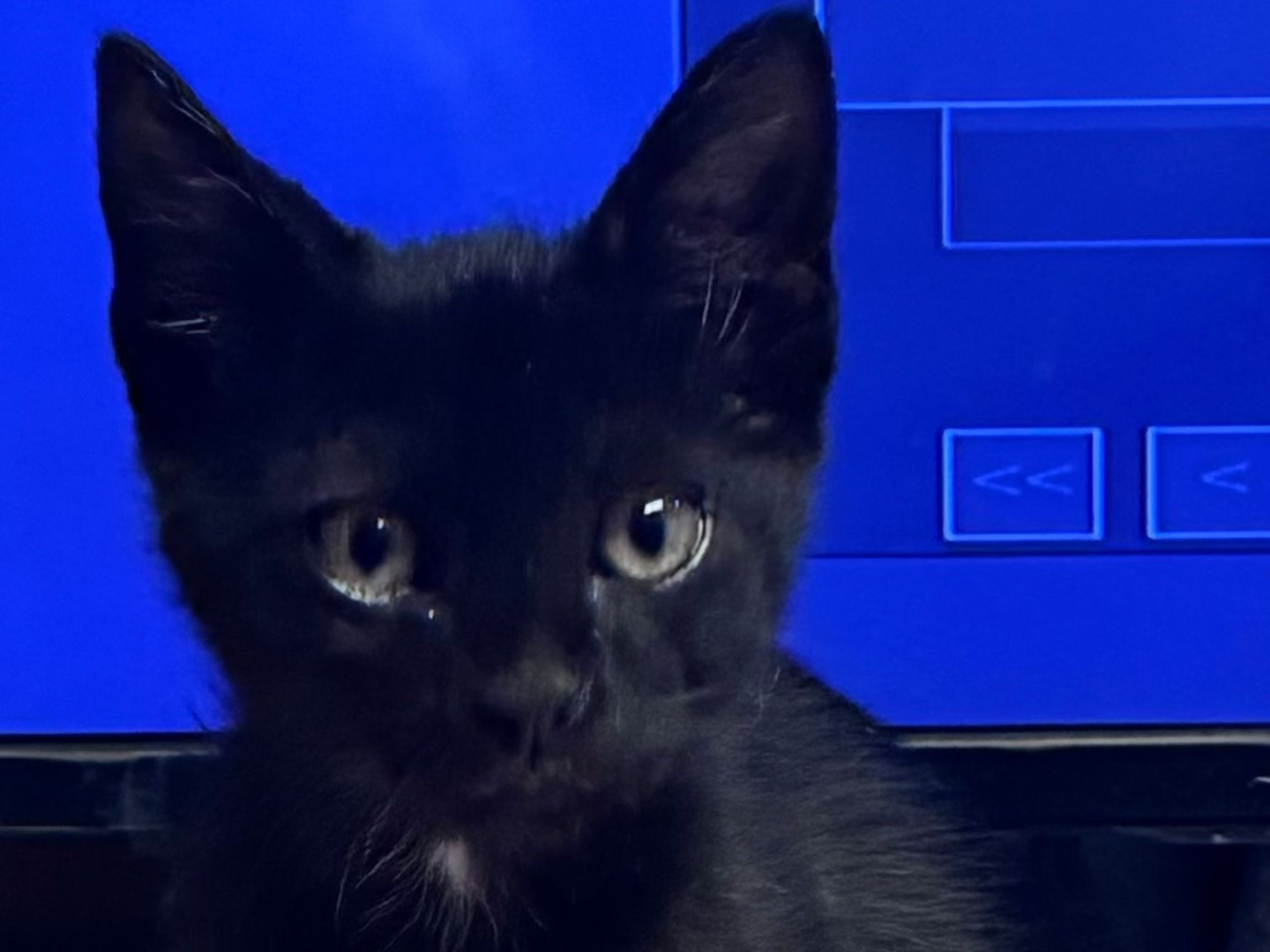 Adotta un gatto, maschio, 2 mesi, Napoli