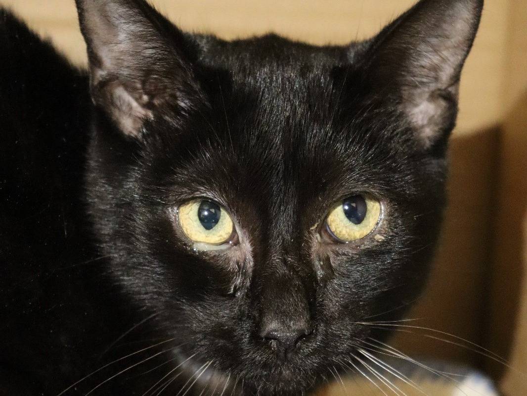 Adotta un gatto, maschio, 1 anno e 11 mesi, Milano