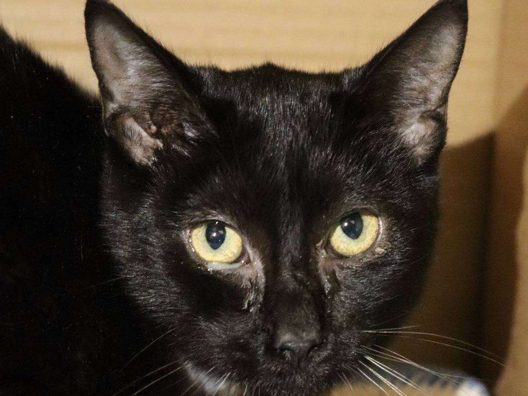 Adozione gatto, maschio, Razza sconosciuta Razza sconosciuta, 1 anno e 11 mesi, taglia non valida, Milano