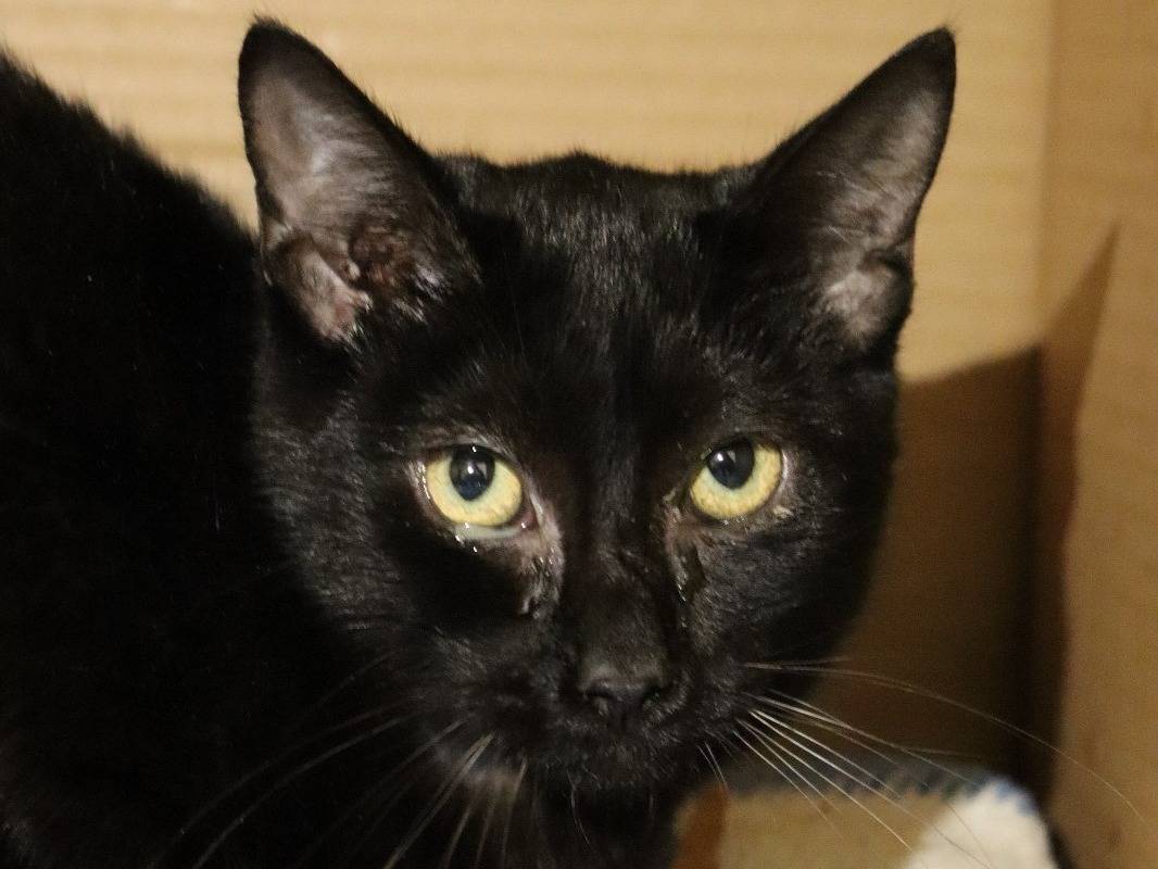 Adotta un gatto, taglia non valida, maschio, Milano
