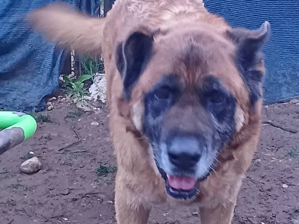 Vuoi adottare un cane a Mantova?