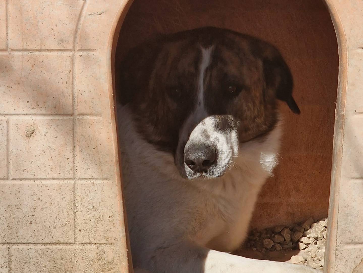 Adotta un cane, taglia media contenuta, femmina, Pordenone