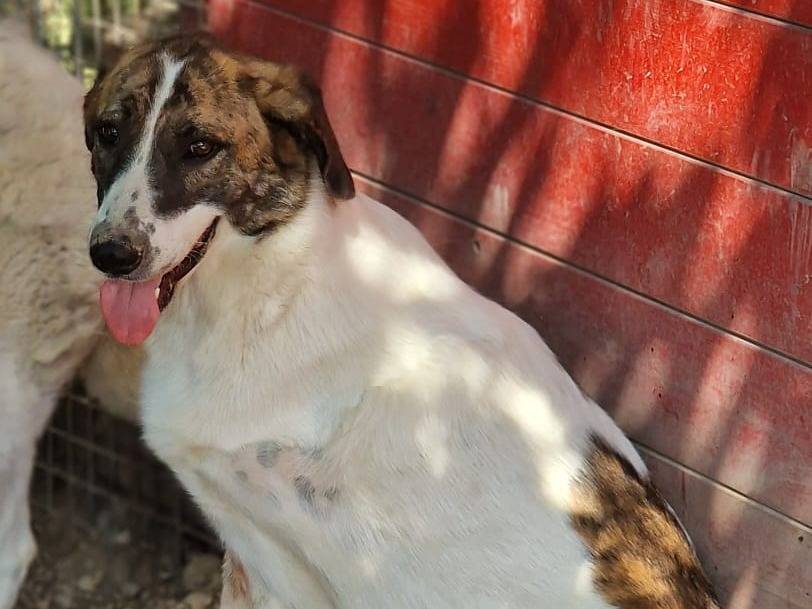 Vuoi adottare un cane a Pordenone?