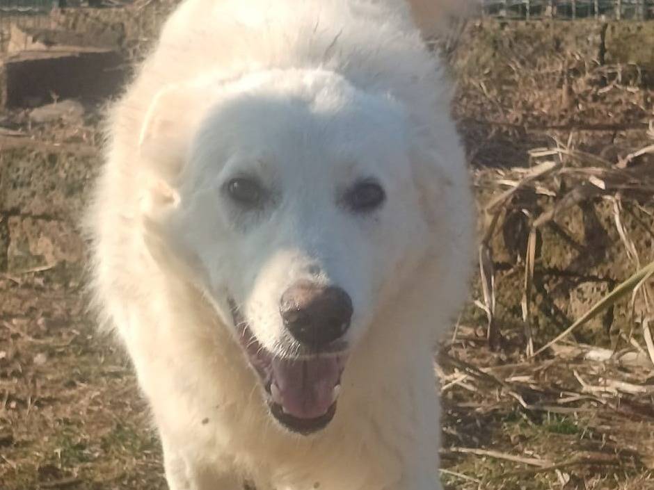 Adotta un cane, maschio, 3 anni e 8 mesi, Mantova