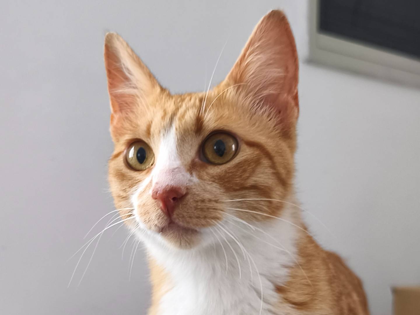 Adozione gatto, femmina, Razza sconosciuta Razza sconosciuta, 1 anno, taglia non valida, Bari