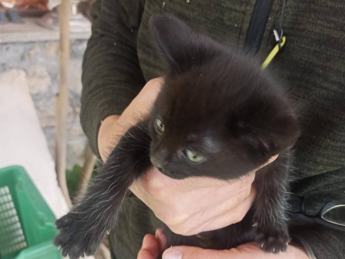 Adozione gatto, femmina, Razza sconosciuta Razza sconosciuta, 1 mesi, taglia non valida, Viterbo
