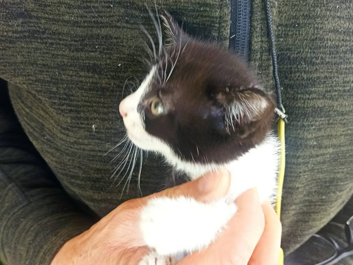 Adozione gatto, femmina, Razza sconosciuta Razza sconosciuta, 1 mesi, taglia non valida, Viterbo