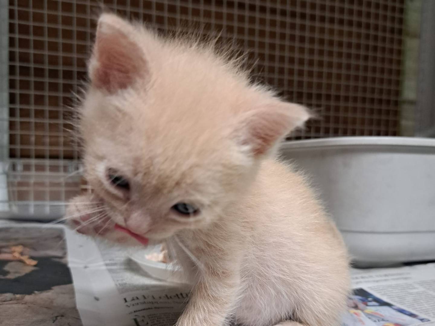 Adozione gatto, maschio, Razza sconosciuta Razza sconosciuta, Età non disponibile, taglia non valida, Milano