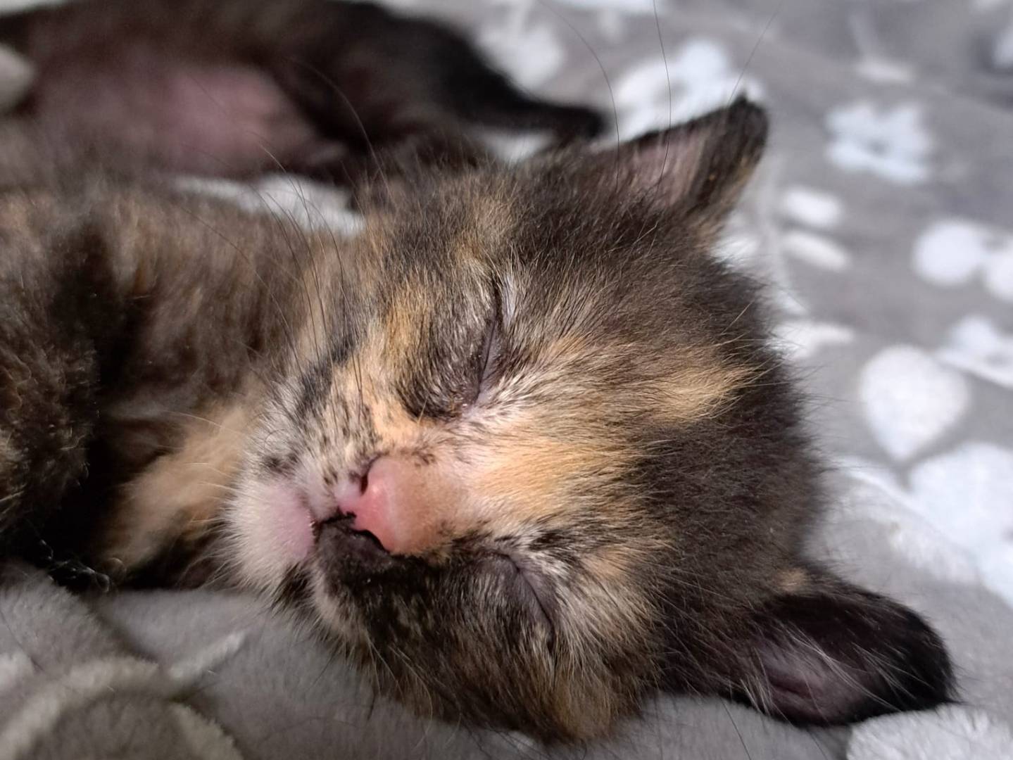 Adozione gatto, femmina, Razza sconosciuta Razza sconosciuta, 3 settimane, taglia non valida, Milano