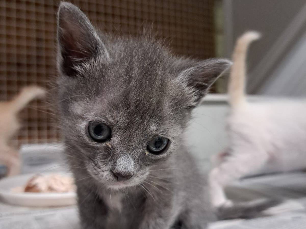 Adotta un gatto, femmina, 3 settimane, Milano