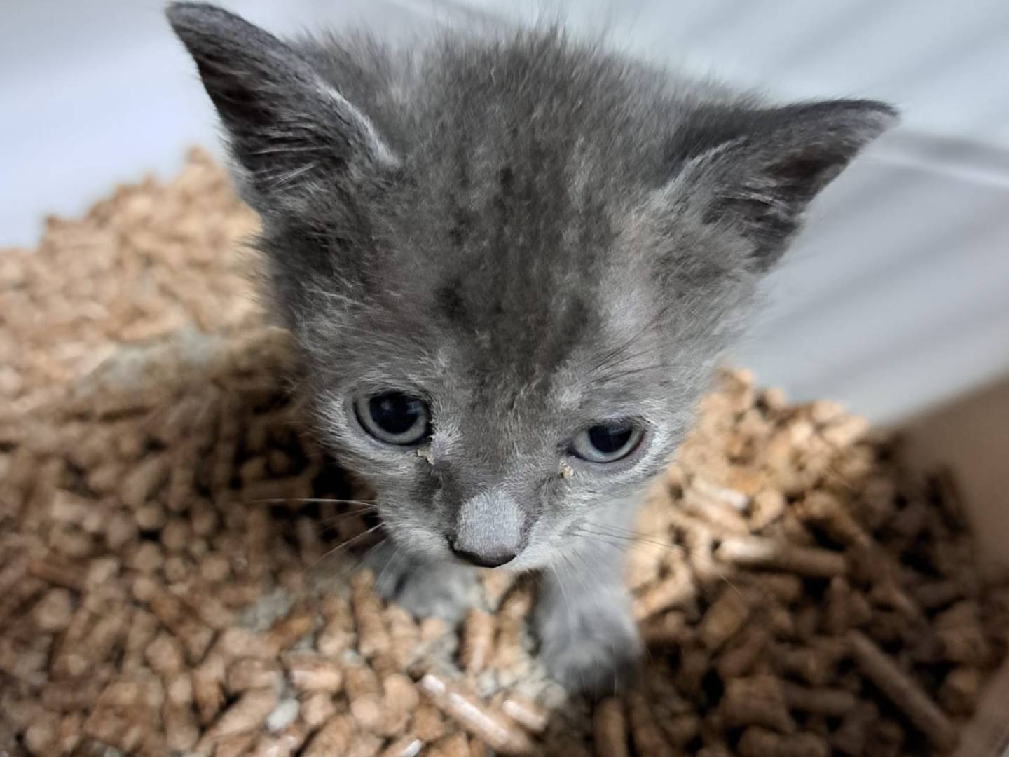 Adozione gatto, femmina, Razza sconosciuta Razza sconosciuta, 3 settimane, taglia non valida, Milano
