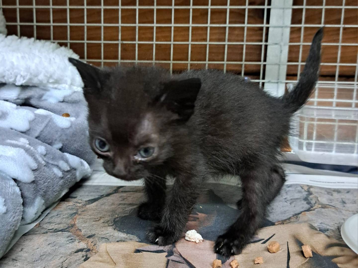 Adozione gatto, maschio, Razza sconosciuta Razza sconosciuta, 3 settimane, taglia non valida, Milano