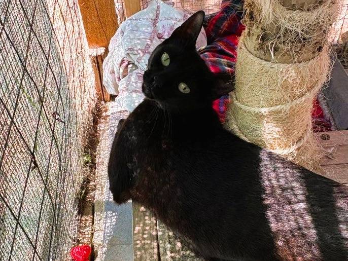 Adozione gatto, femmina, Razza sconosciuta Razza sconosciuta, 10 mesi, taglia non valida, Caltanissetta