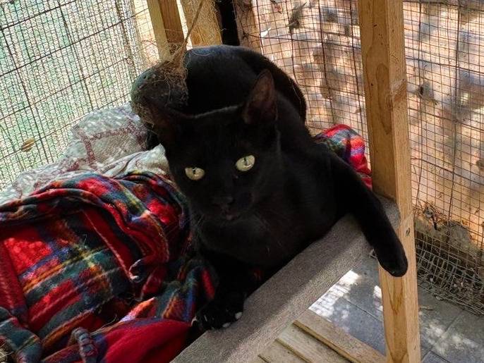 Adotta un gatto, femmina, 10 mesi, Caltanissetta