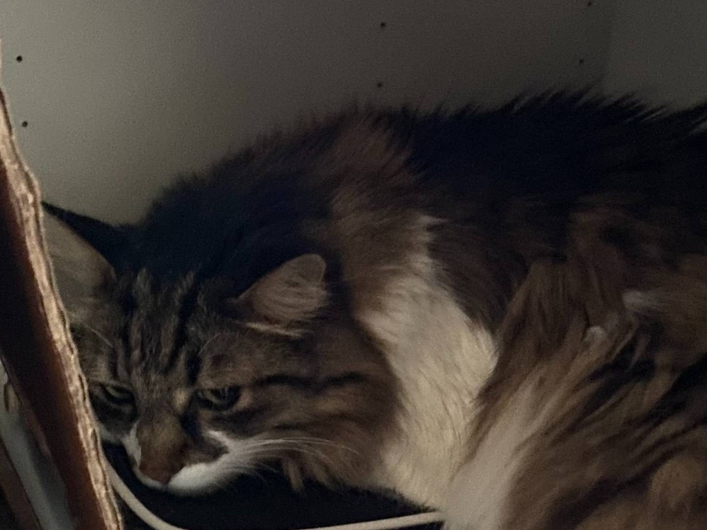 Adozione gatto, maschio, Razza sconosciuta Razza sconosciuta, 11 anni e 2 mesi, taglia non valida, Milano