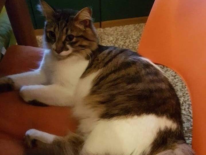 Adotta un gatto, maschio, 11 anni e 2 mesi, Milano