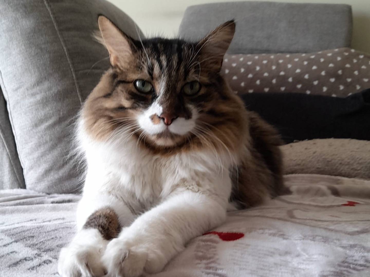 Adotta un gatto, taglia non valida, maschio, Milano